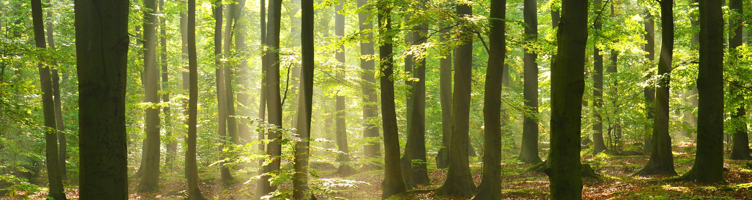 GreenGrafX nachhaltige Druckmedien - grüner, sonnendurchfluteter Wald
