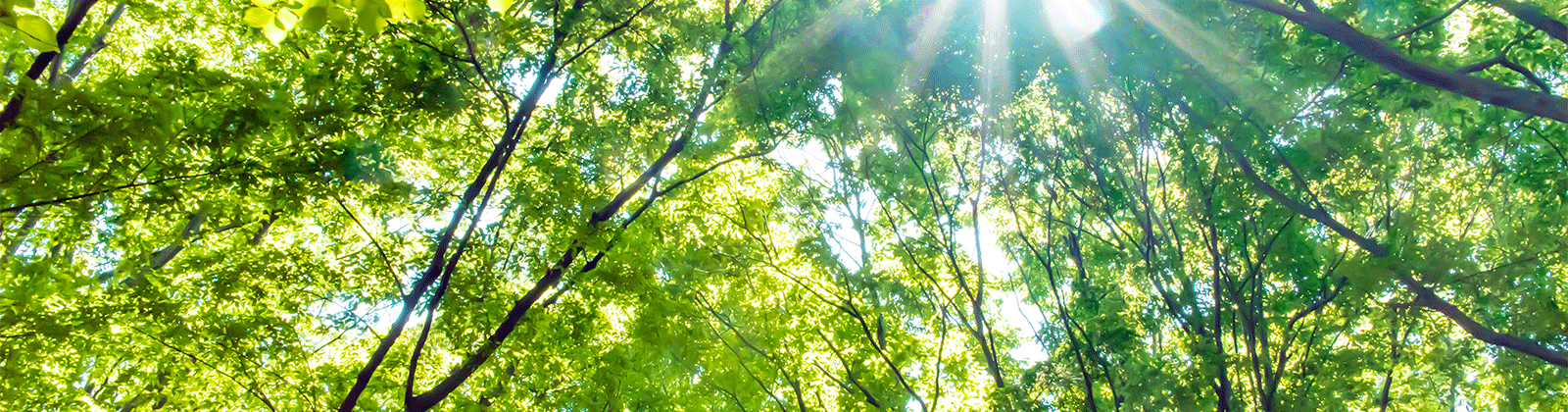 film roll-up imprimable - vue sur le ciel bleu à travers la cime des arbres inondée de soleil