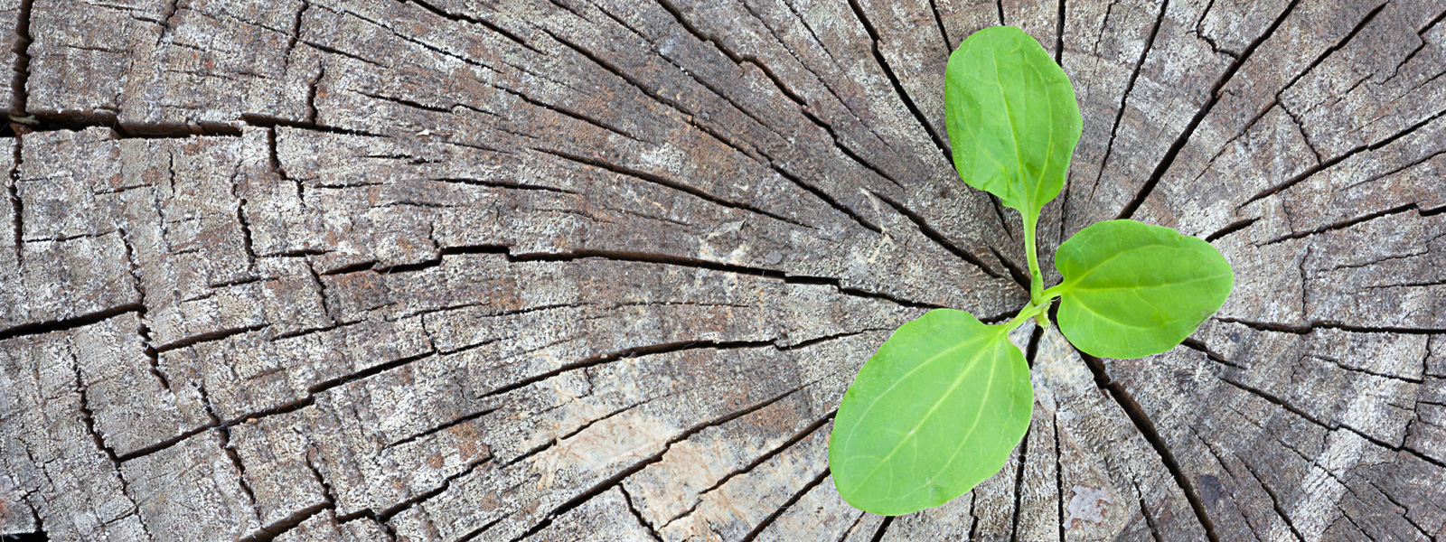 Umweltfreundliche Druckmedien – grüner Pflanztrieb in Baumstumpf