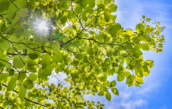 Umweltfreundliche Druckmedien - Blick in gruene Baumkrone vor blauem Himmel