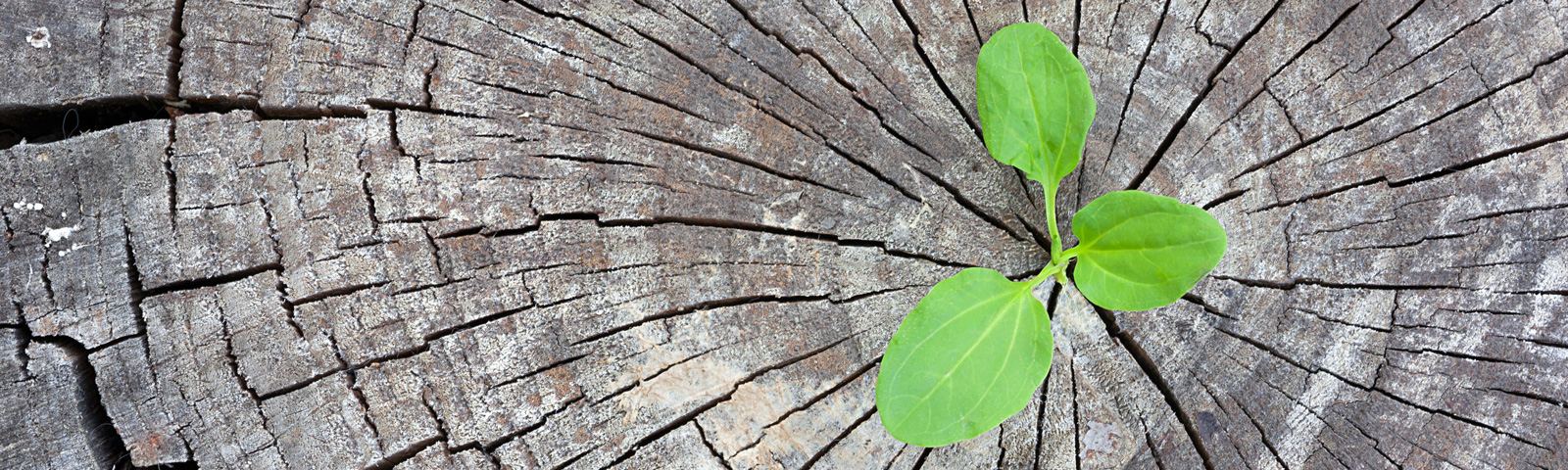 Umweltfreundliche Druckmedien – gruener Pflanztrieb, waechst aus grauem Baumstumpf